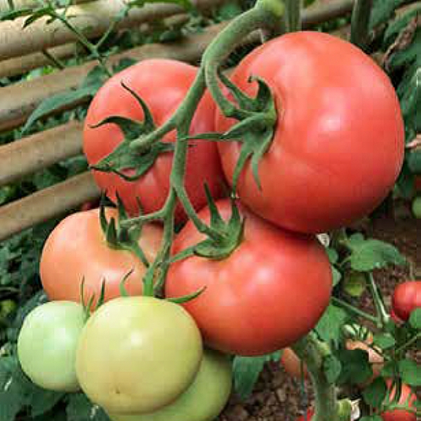 PEMBEM F1 DOMATES TOHUMU