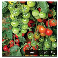 HELİX F1 DOMATES TOHUMU
