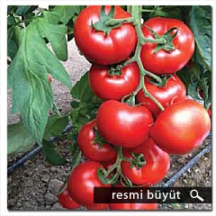 DESTEGÜL F1 HİBRİT DOMATES TOHUMU