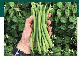 BOURGONDİA FASÜLYE TOHUMU