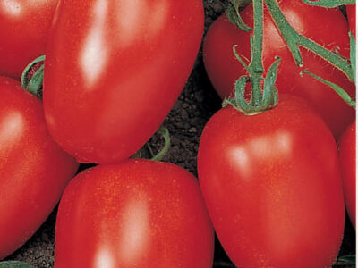 VİLLALOBOS F1 DOMATES TOHUMU