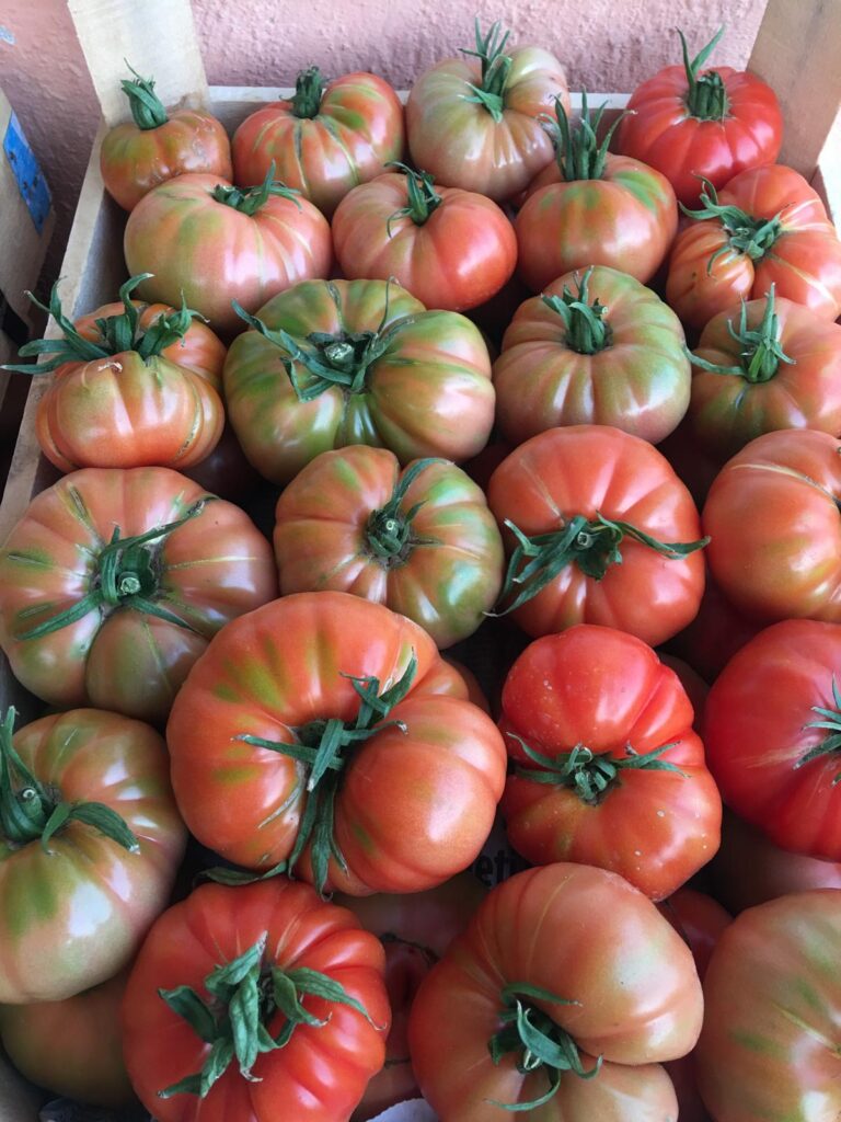 YILDIZKÖY F1 DOMATES -YARISIRIK