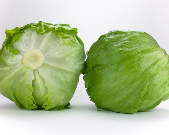 VERNALIA MARUL TOHUMU