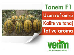 TANEM F1 KAVUN TOHUMU