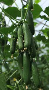 ŞİMŞEK 14C3762 SALATALIK TOHUMU