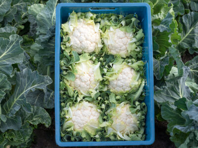 MERIDOT F1 KARNABAHAR TOHUMU