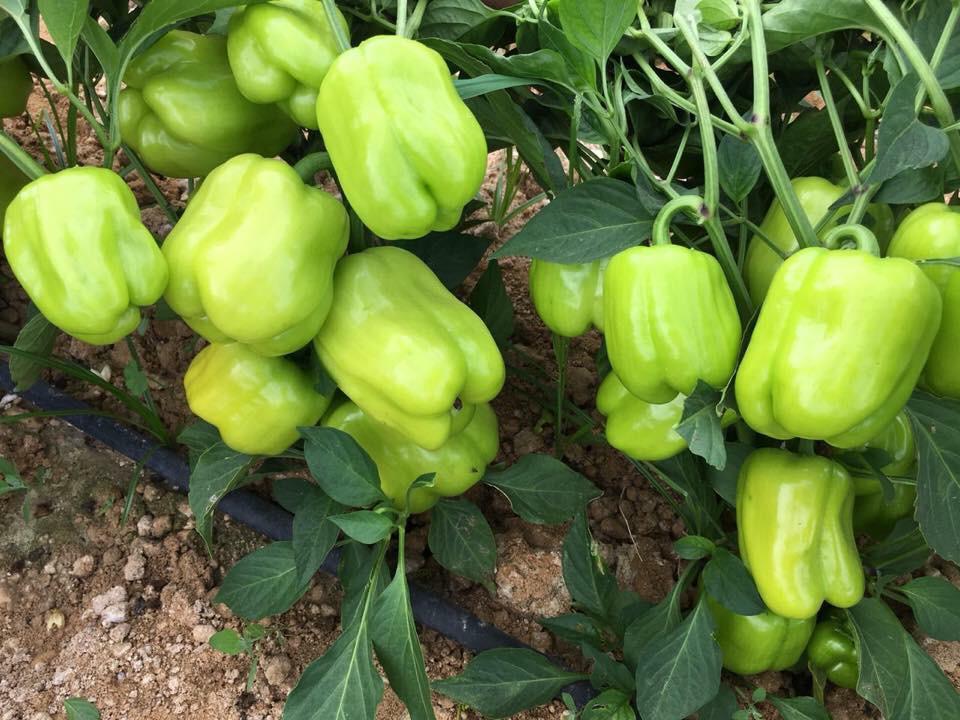 A-Z 22 F1 DOLMA BİBER