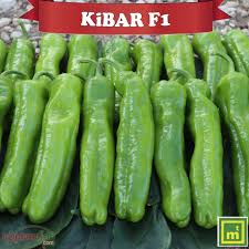 KİBAR F1 BİBER TOHUMU