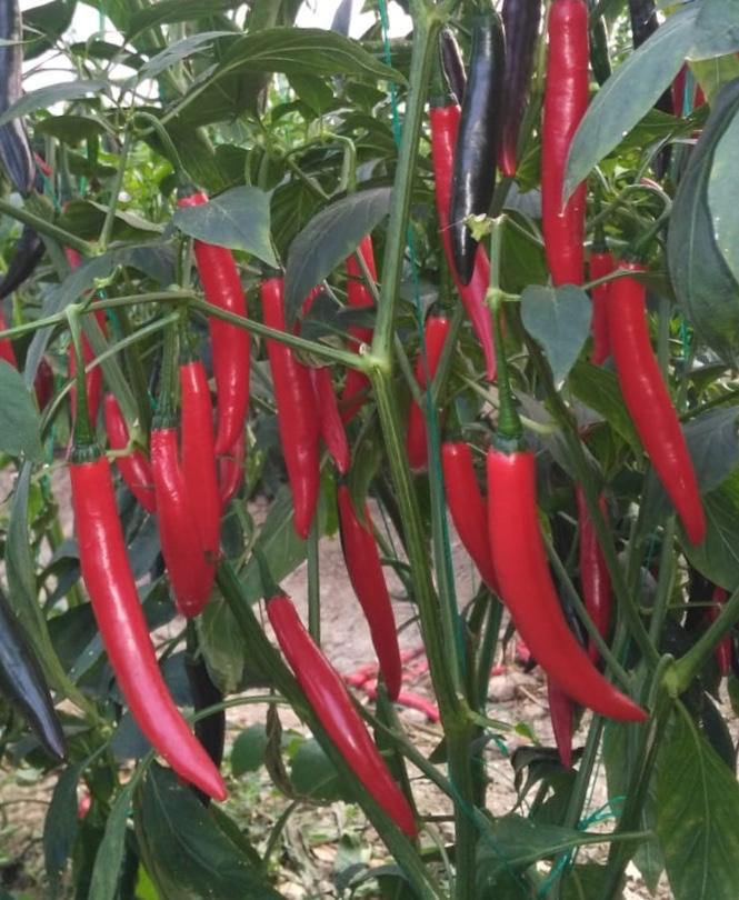 A-Z 27 ŞİLİ BİBER