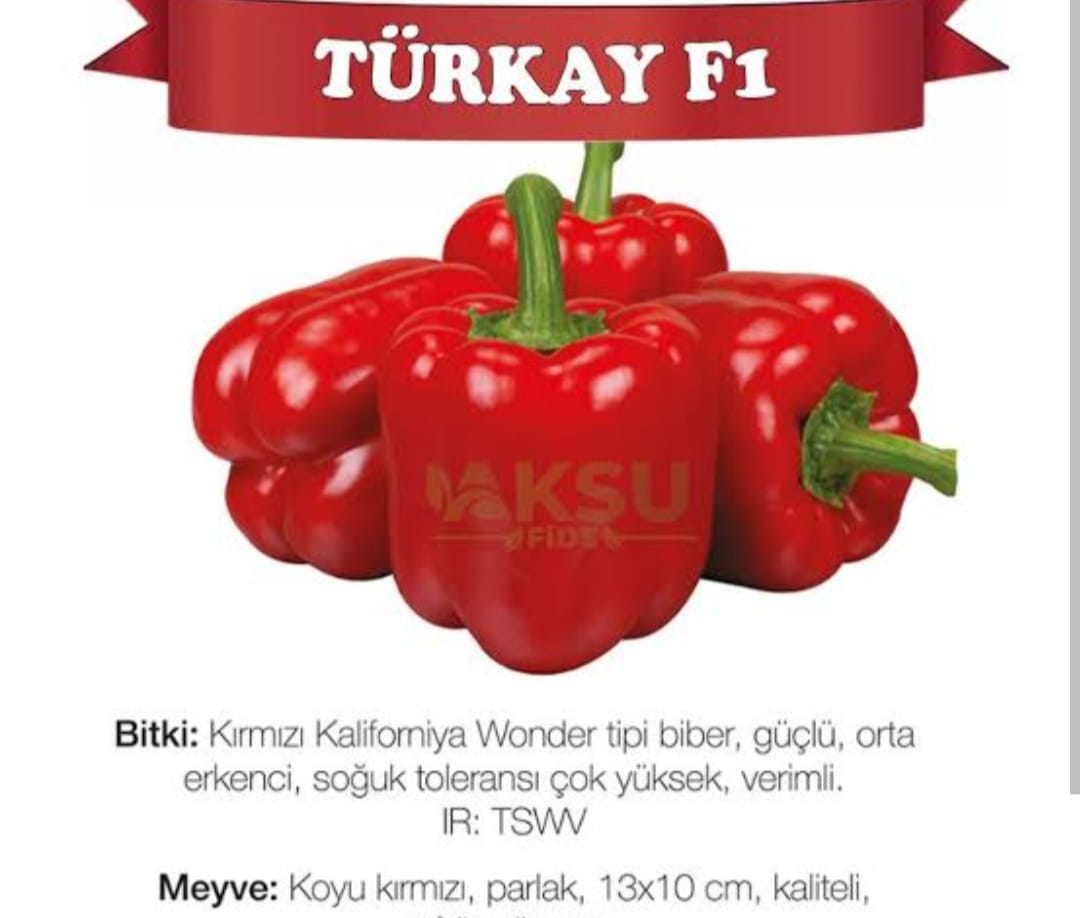 TÜRKAY F1 BİBER TOHUM