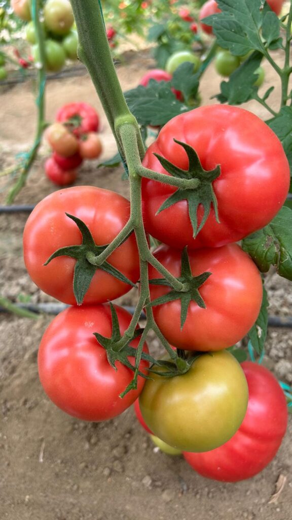 PEMPESULTAN F1 (SIRIK)