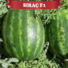 SIRAÇ F1 KARPUZ TOHUMU