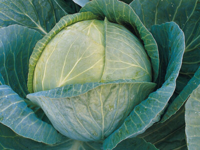 MEGATON F1 BEYAZ LAHANA TOHUMU