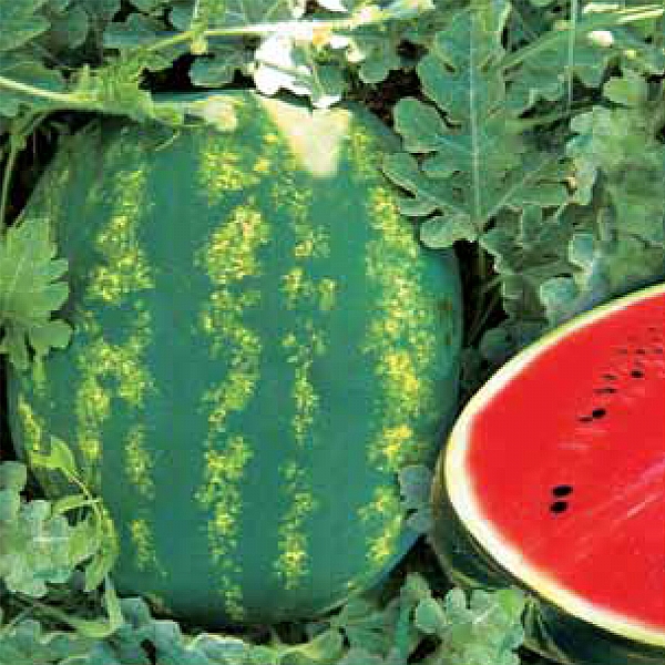 71-96 F1i KARPUZ TOHUMU
