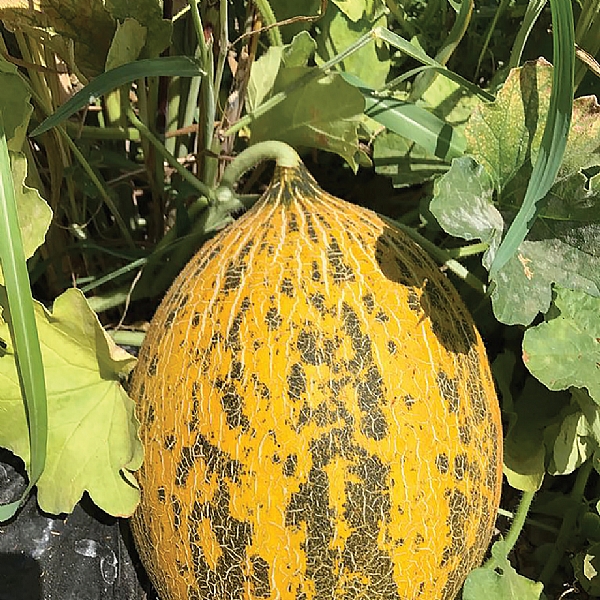 TOSUN F1 KIRKAĞAÇ KAVUN TOHUMU