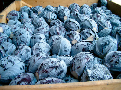 INTEGRO F1 KIRMIZI LAHANA TOHUMU