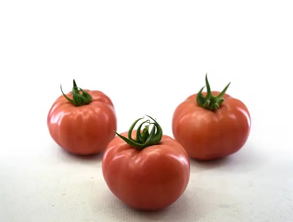 CUNDA F1 DOMATES TOHUMU