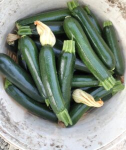 A-Z 1030 SİYAH KABAK