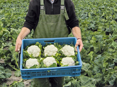 ALTAMIRA F1 KARNABAHAR