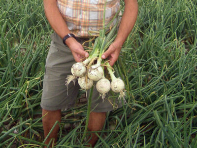 ICEPEARL F1 BEYAZ SOĞAN TOHUMU