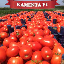 KAMENTA F1 DOMATES TOHUMU