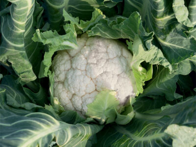 UTOPIA KARNIBAHAR TOHUMU