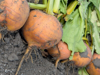 BOLDOR F1 SARI PANCAR