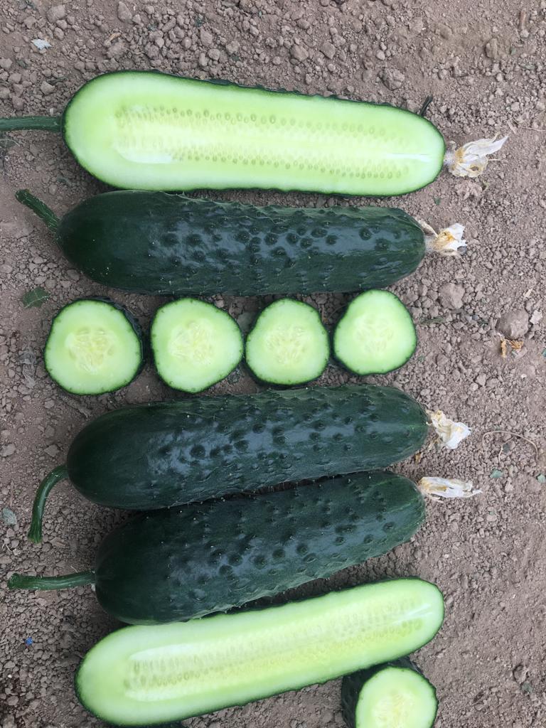 A-Z 85 F1 DİKENLİ HIYAR