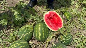 A-Z 95 CRİMSON TARZI KARPUZ TOHUMU