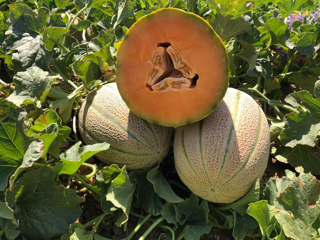 A-Z 89 F1 CANDAN KANTALUP KAVUN