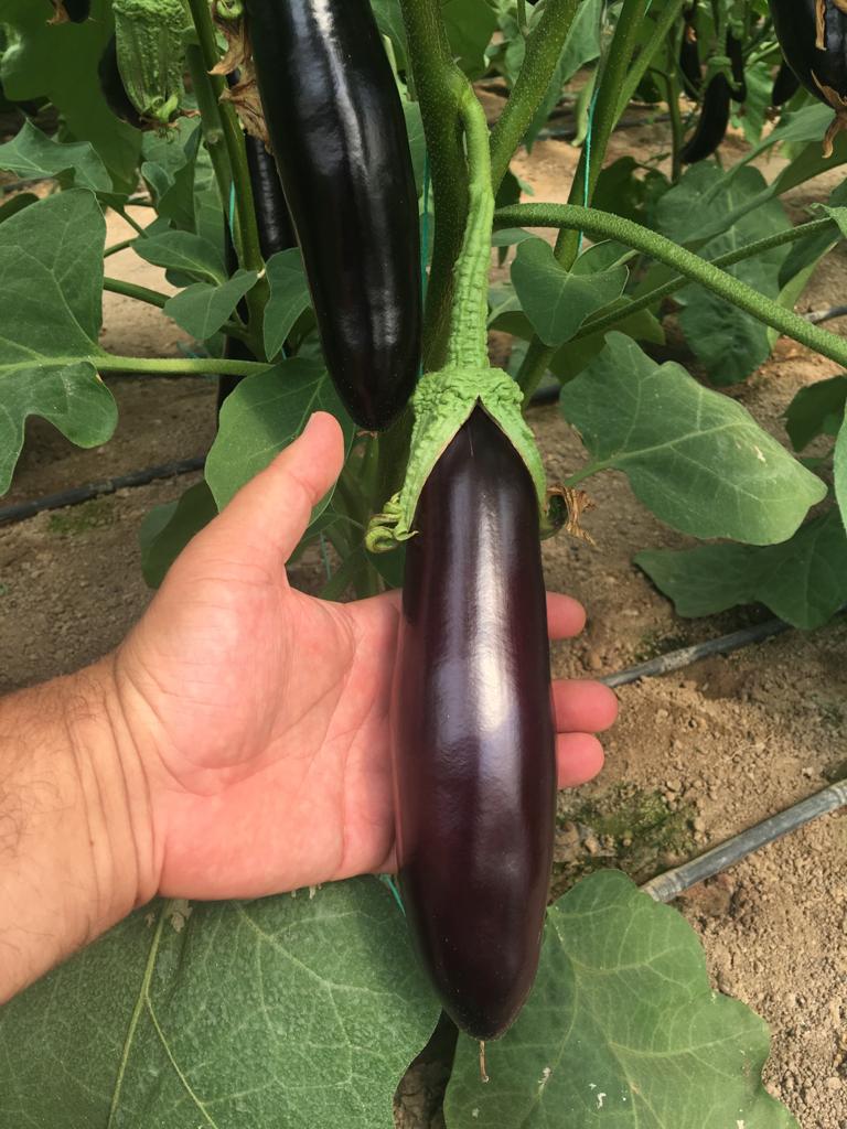 ŞEHZADE F1 UZUN PATLICAN