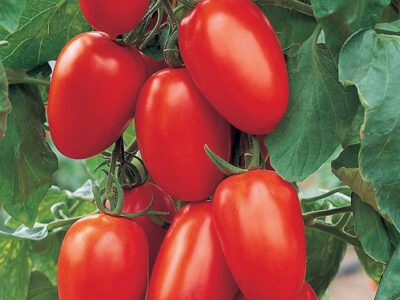 TOREON F1 DOMATES TOHUMU