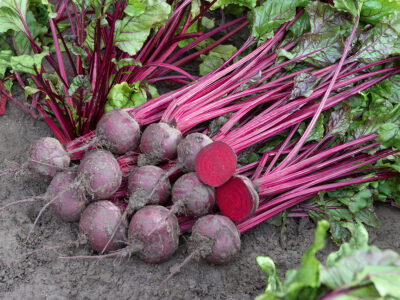 BETTOLLO F1 KIRMIZI PANCAR TOHUMU