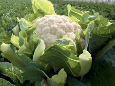 SEVILLA KARNIBAHAR TOHUMU