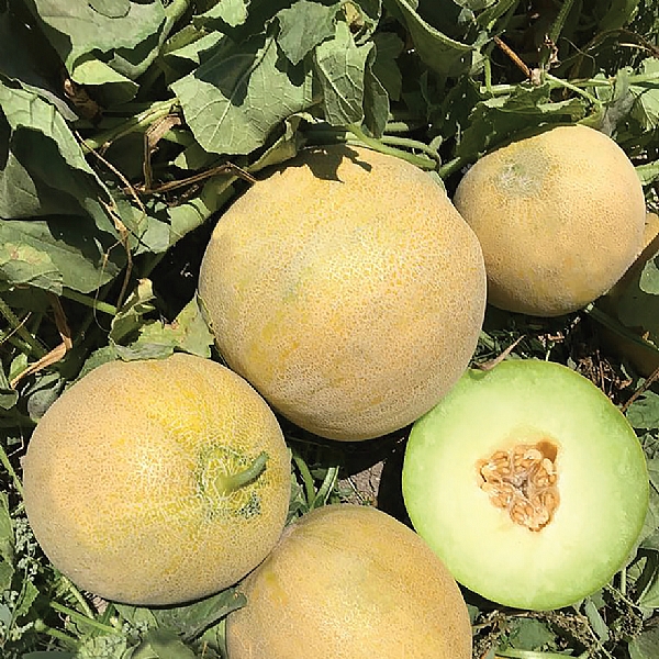 TARUMAR F1 HİBRİT GALİA TİPİ KAVUN TOHUMU