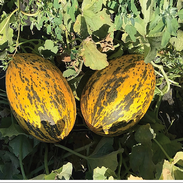 ALAÇALI F1 KIRKAĞAÇ  KAVUN TOHUMU