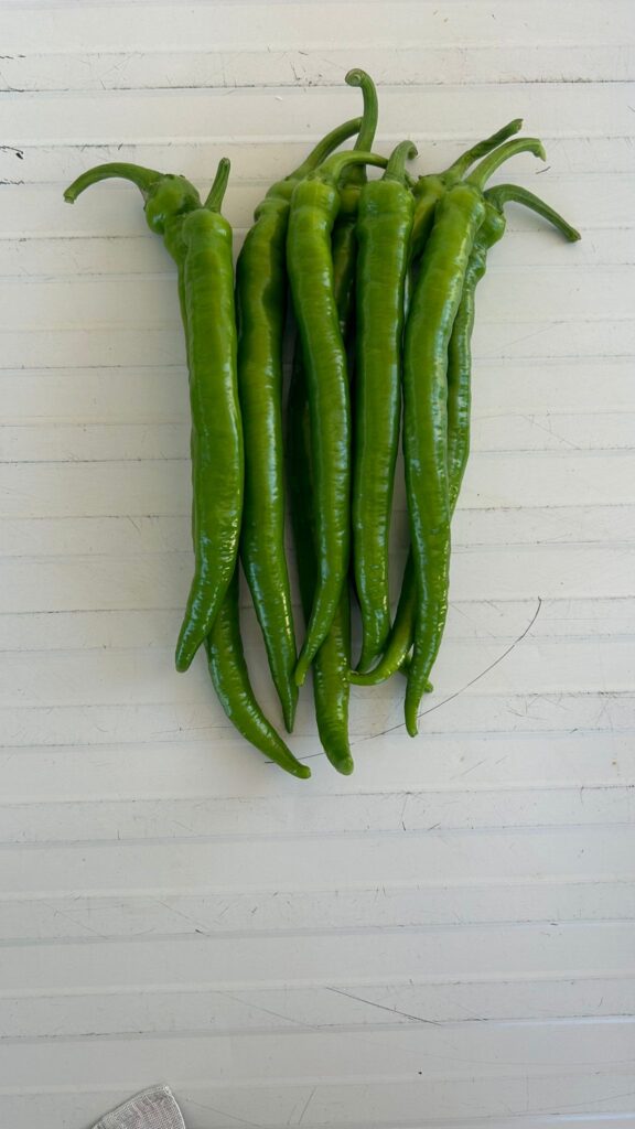 UZUN F1 SİVRİ BİBER