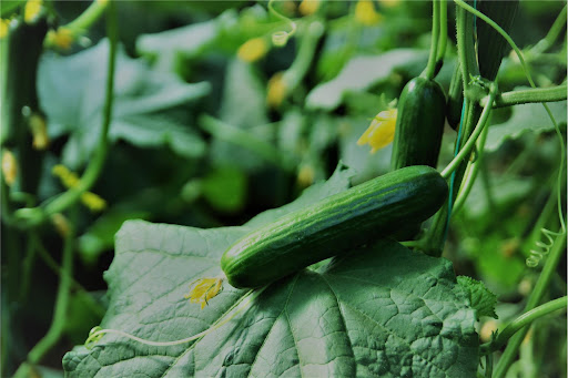 OSCAR 14C0060 SALATALIK TOHUMU