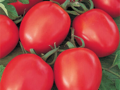 BENİTO DOMATES TOHUMU