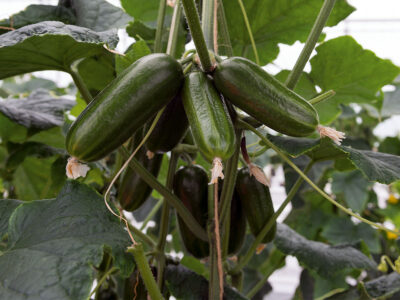 AZAMAT SALATALIK TOHUMU