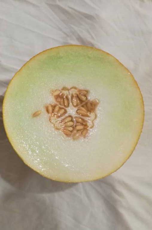 A-Z 92 F1 KAVUN (GALYA TİPİ)