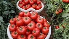 İKSİR F1 DOMNATES TOHUMU