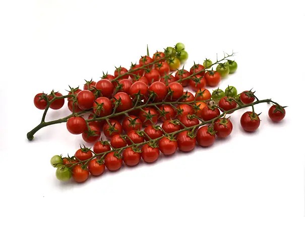 GÜLNAZ F1 DOMATES TOHUMU