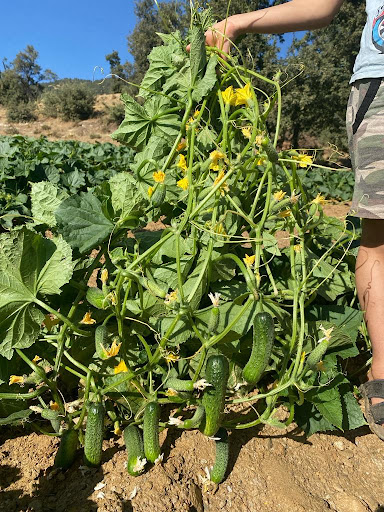 KURAL 14C8038 KORNİŞON SALATALIK TOHUMU